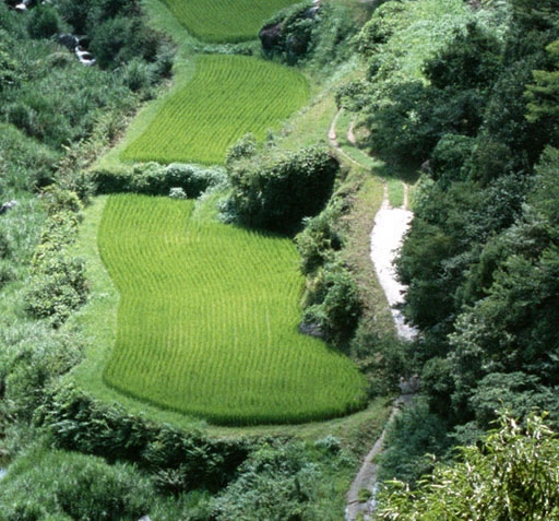 金光绒校服