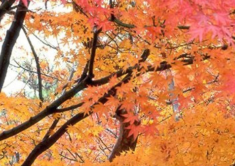 网布是什么面料