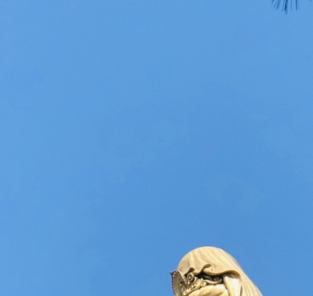 丝绸属于布料吗