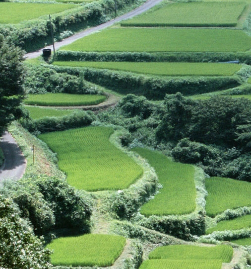 丝光棉是什么棉